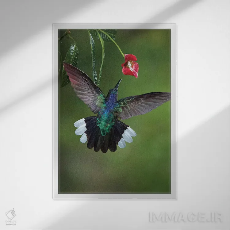 تابلو دکوراتیو کارائیب، کاستاریکا. زنبورک سابر وینگ بنفش در حال تغذیه اثر جینز گالری - نمای قابدار سفید