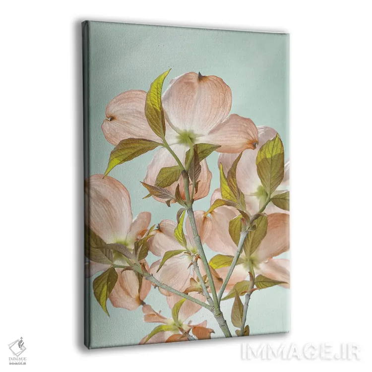 تابلو دکوراتیو Washington State, Seabeck. Colorized pink dogwood blossoms.… اثر جینز گالری - نمای پرسپکتیو محصول