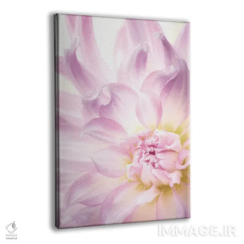 تابلو دکوراتیو Washington State, Seabeck. Dahlia blossom close-up I,ایالات… اثر جینز گالری - نمای پرسپکتیو محصول