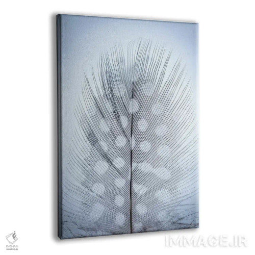 تابلو دکوراتیو Washington State, Seabeck. Detail of feather II,ایالات متحده… اثر جینز گالری - نمای پرسپکتیو محصول