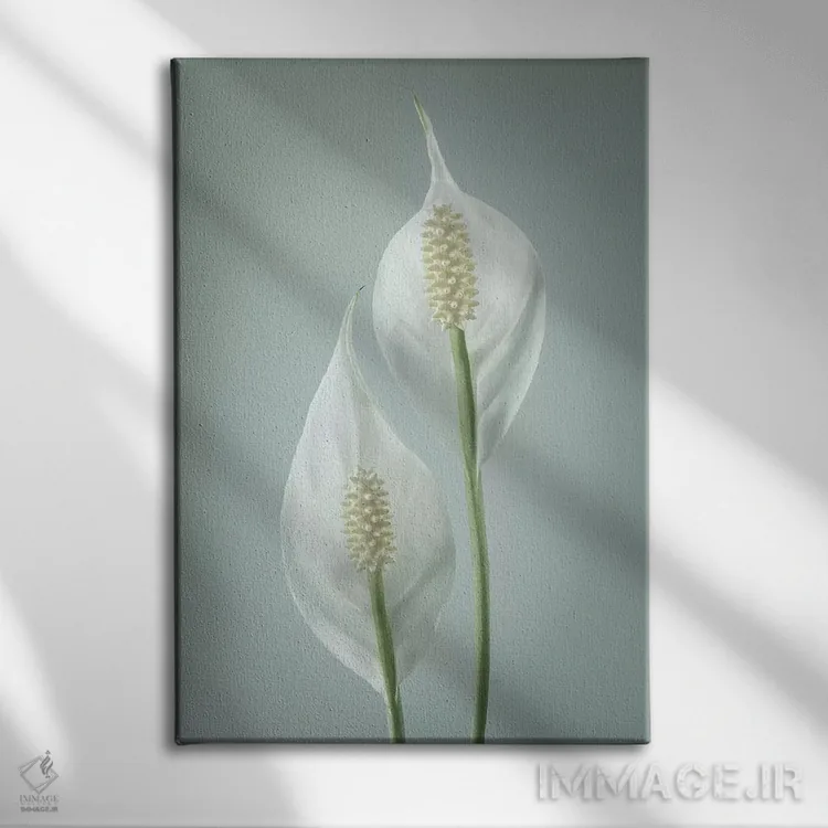 تابلو دکوراتیو Washington State, Seabeck. Peace lily close-up.,ایالات متحده… اثر جینز گالری - نمای روبهرو روی دیوار