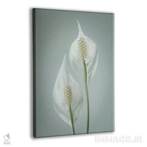 تابلو دکوراتیو Washington State, Seabeck. Peace lily close-up.,ایالات متحده… اثر جینز گالری - نمای پرسپکتیو محصول