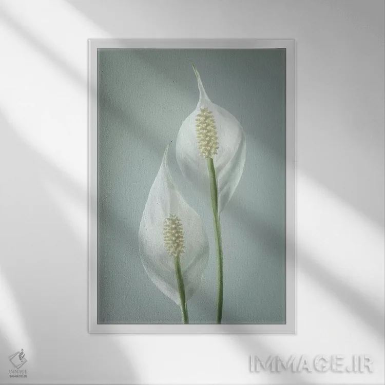 تابلو دکوراتیو Washington State, Seabeck. Peace lily close-up.,ایالات متحده… اثر جینز گالری - نمای قابدار سفید