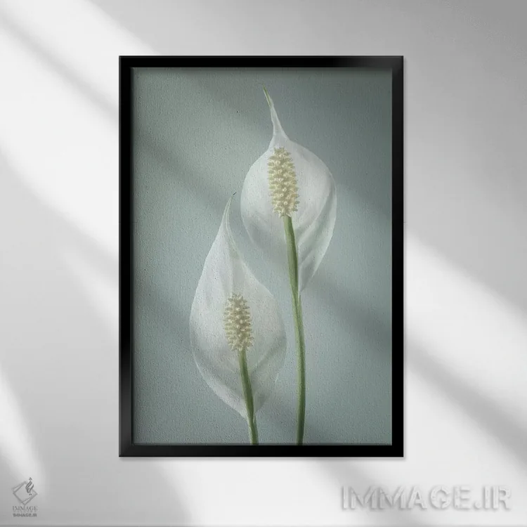 تابلو دکوراتیو Washington State, Seabeck. Peace lily close-up.,ایالات متحده… اثر جینز گالری - نمای قابدار مشکی