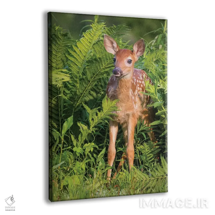 تابلو دکوراتیو USA, Minnesota, Sandstone, Minnesota Wildlife Connection.,گو… اثر جینز گالری - نمای پرسپکتیو محصول