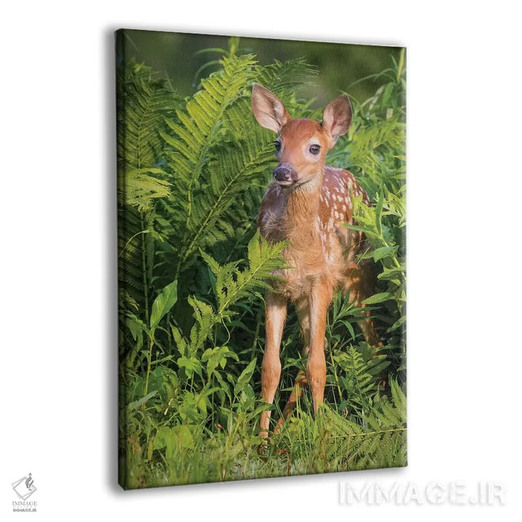 تابلو دکوراتیو USA, Minnesota, Sandstone, Minnesota Wildlife Connection.,گو… اثر جینز گالری - نمای پرسپکتیو محصول