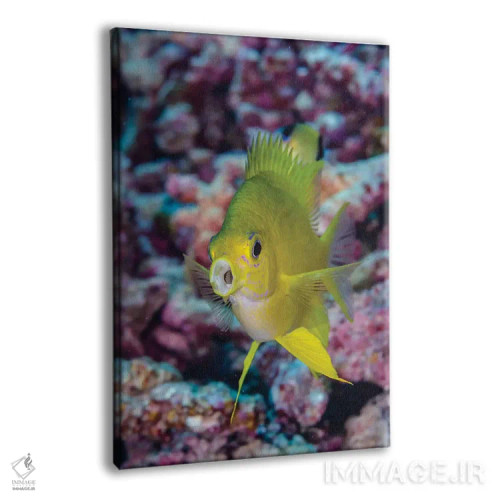 تابلو دکوراتیو فیجی. نمای نزدیک ماهی زرد رنگ کروم اثر جینز گالری - نمای پرسپکتیو محصول