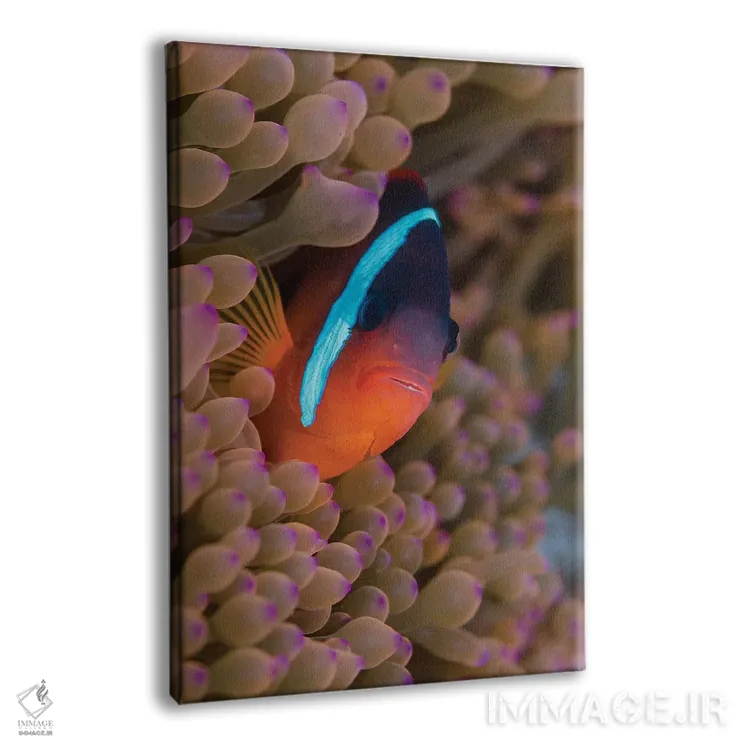 تابلو دکوراتیو فیجی. ماهی دلقک پنهان شده میان شقایق های دریایی اثر جینز گالری - نمای پرسپکتیو محصول