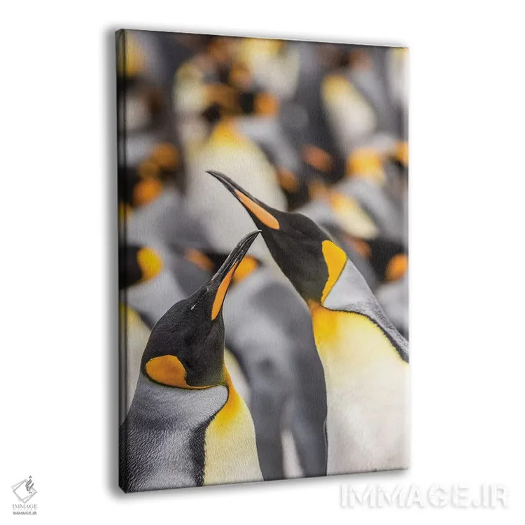 تابلو دکوراتیو East Falkland. King penguins in colony I,جزایر فالکلند، شرق… اثر جینز گالری - نمای پرسپکتیو محصول