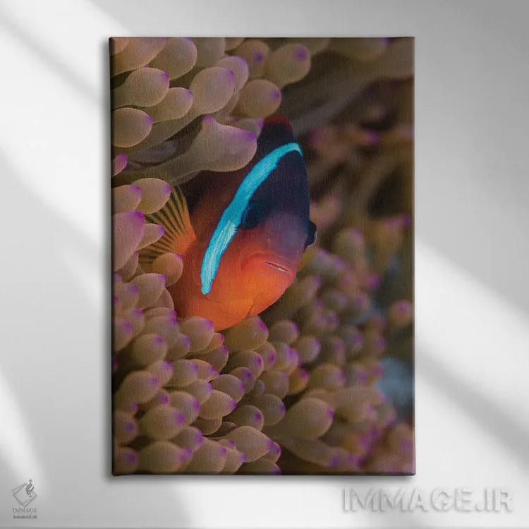 تابلو دکوراتیو فیجی. ماهی دلقک پنهان شده میان شقایق های دریایی اثر جینز گالری - نمای روبهرو روی دیوار