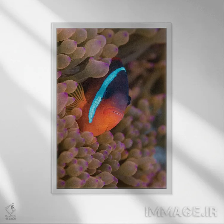 تابلو دکوراتیو فیجی. ماهی دلقک پنهان شده میان شقایق های دریایی اثر جینز گالری - نمای قابدار سفید