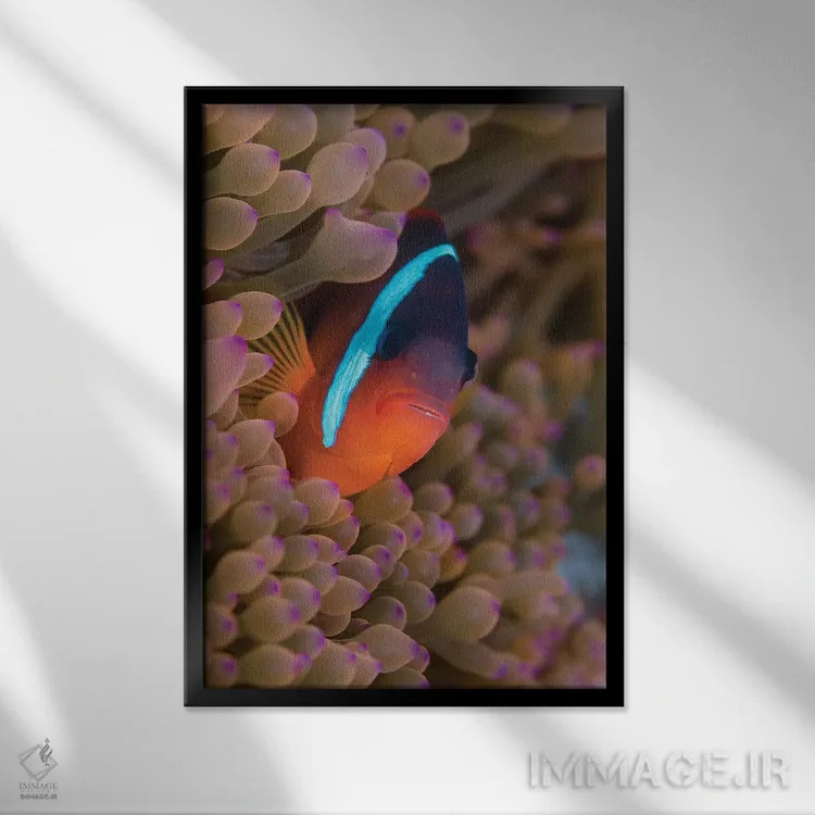 تابلو دکوراتیو فیجی. ماهی دلقک پنهان شده میان شقایق های دریایی اثر جینز گالری - نمای قابدار مشکی