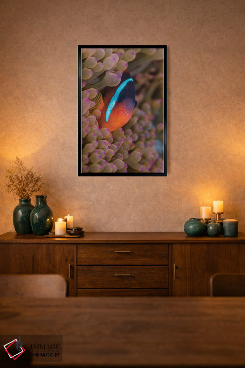 تابلو دکوراتیو فیجی. ماهی دلقک پنهان شده میان شقایق های دریایی اثر جینز گالری - D2B