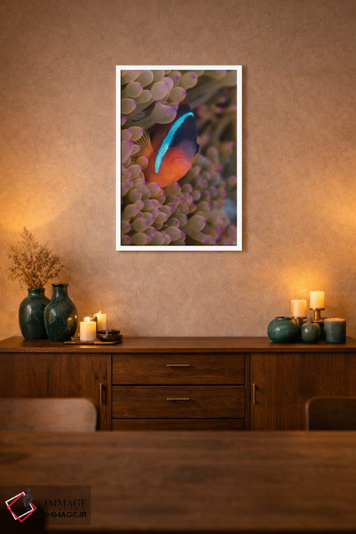 تابلو دکوراتیو فیجی. ماهی دلقک پنهان شده میان شقایق های دریایی اثر جینز گالری - D1W