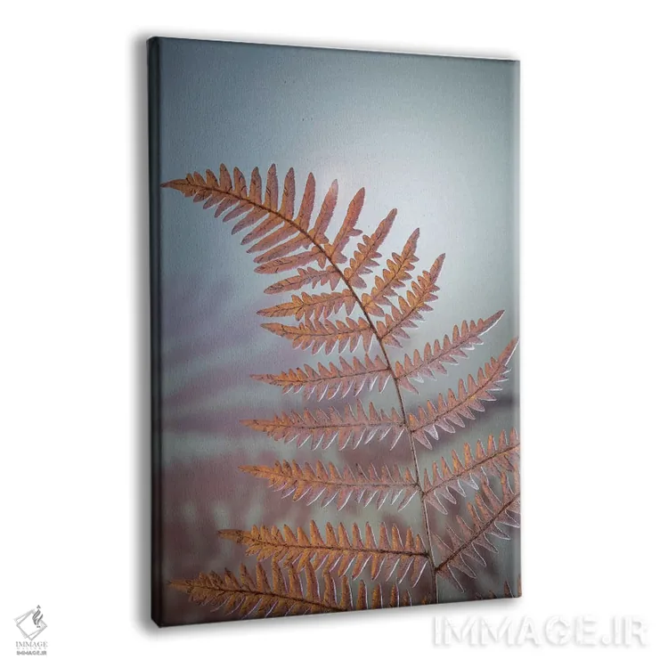 تابلو دکوراتیو آمریکا، ایالت واشنگتن، شهرستان کیتساپ. سرخس کوهی در زمستان اثر جینز گالری - نمای پرسپکتیو محصول