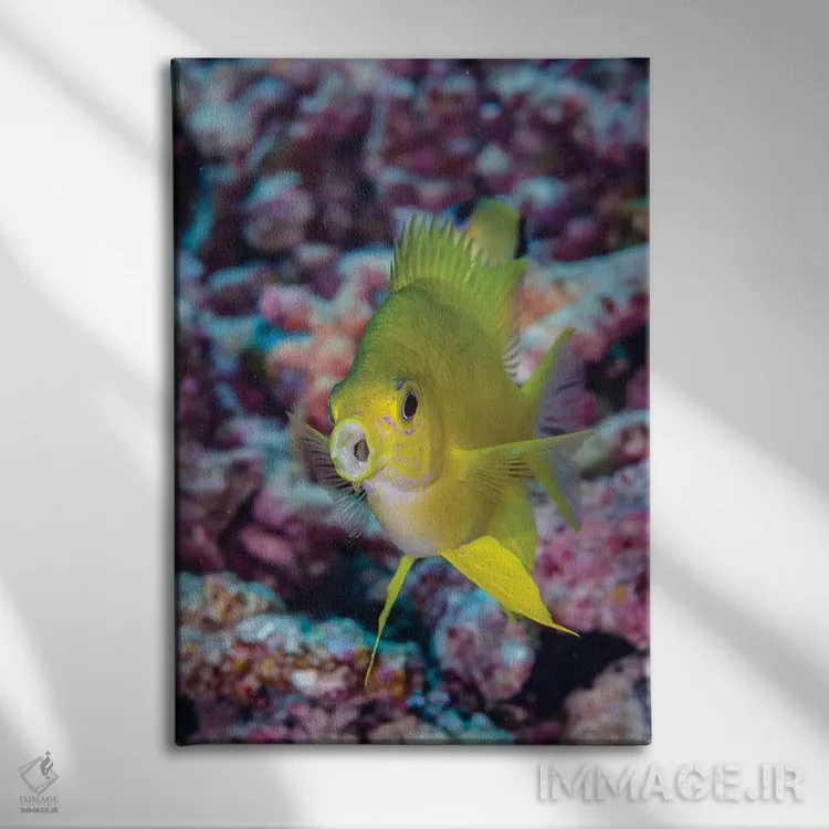 تابلو دکوراتیو فیجی. نمای نزدیک ماهی زرد رنگ کروم اثر جینز گالری - نمای روبهرو روی دیوار