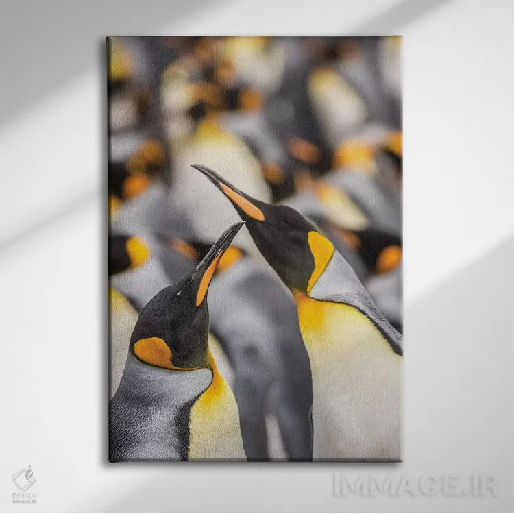 تابلو دکوراتیو East Falkland. King penguins in colony I,جزایر فالکلند، شرق… اثر جینز گالری - نمای روبهرو روی دیوار
