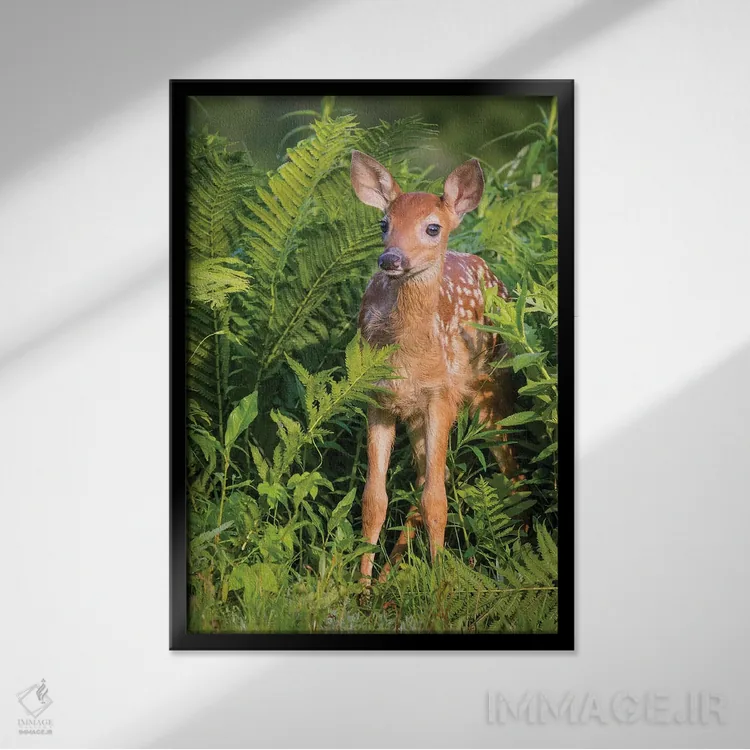 تابلو دکوراتیو USA, Minnesota, Sandstone, Minnesota Wildlife Connection.,گو… اثر جینز گالری - نمای قابدار مشکی