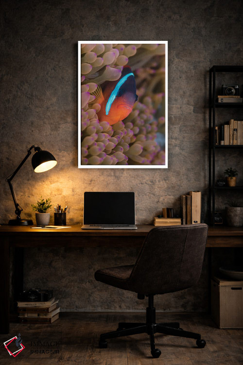 تابلو دکوراتیو فیجی. ماهی دلقک پنهان شده میان شقایق های دریایی اثر جینز گالری - D6W