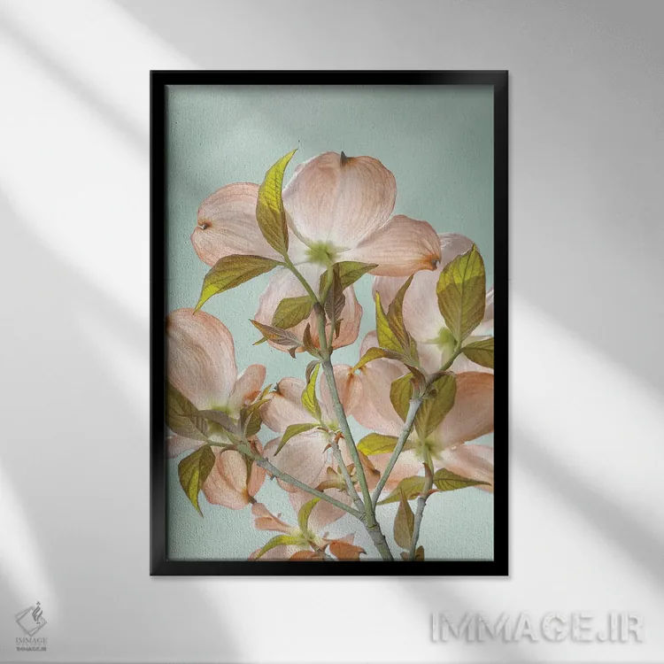 تابلو دکوراتیو Washington State, Seabeck. Colorized pink dogwood blossoms.… اثر جینز گالری - نمای قابدار مشکی