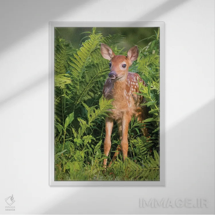 تابلو دکوراتیو USA, Minnesota, Sandstone, Minnesota Wildlife Connection.,گو… اثر جینز گالری - نمای قابدار سفید