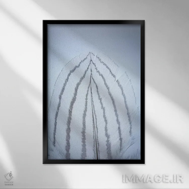 تابلو دکوراتیو Washington State, Seabeck. Detail of feather I,ایالات متحده… اثر جینز گالری - نمای قابدار مشکی