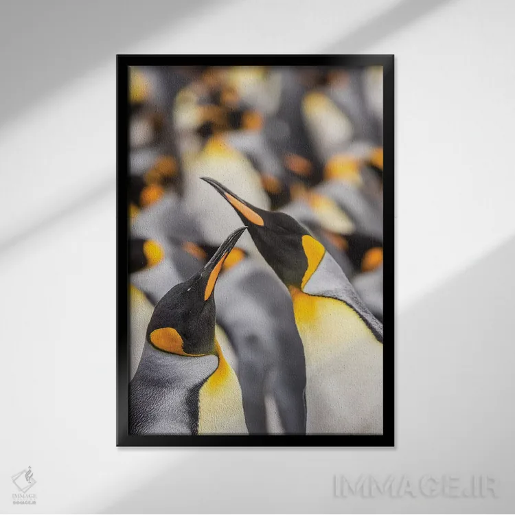 تابلو دکوراتیو East Falkland. King penguins in colony I,جزایر فالکلند، شرق… اثر جینز گالری - نمای قابدار مشکی