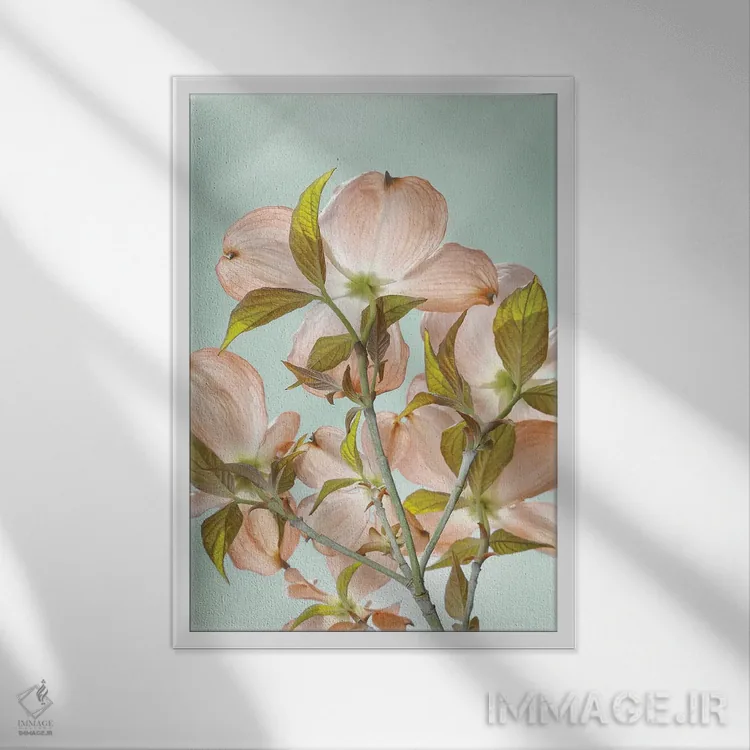 تابلو دکوراتیو Washington State, Seabeck. Colorized pink dogwood blossoms.… اثر جینز گالری - نمای قابدار سفید