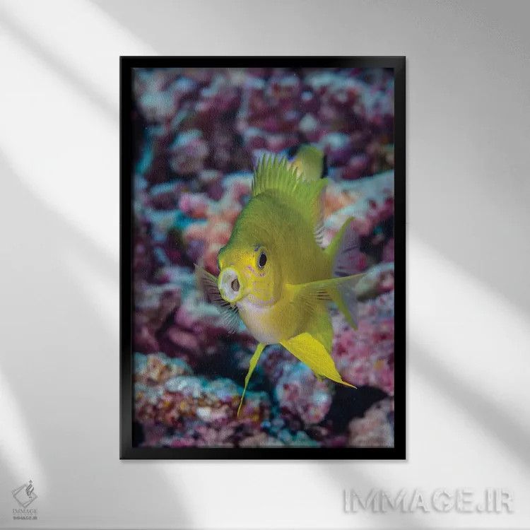 تابلو دکوراتیو فیجی. نمای نزدیک ماهی زرد رنگ کروم اثر جینز گالری - نمای قابدار مشکی