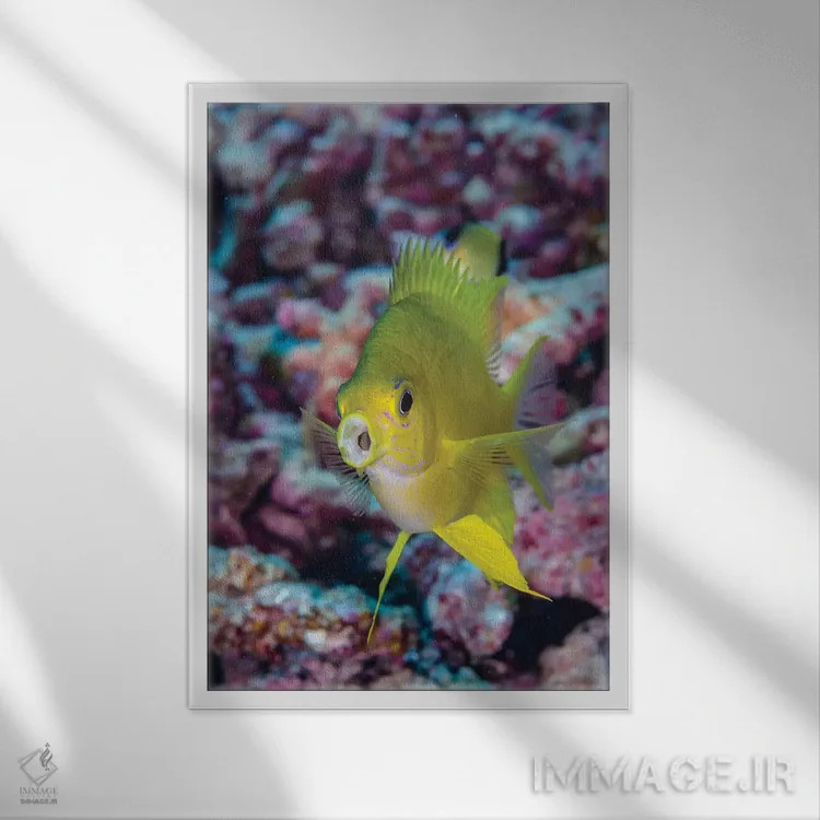 تابلو دکوراتیو فیجی. نمای نزدیک ماهی زرد رنگ کروم اثر جینز گالری - نمای قابدار سفید