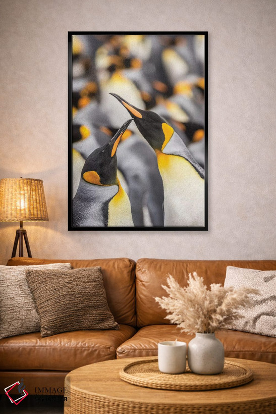 تابلو دکوراتیو East Falkland. King penguins in colony I,جزایر فالکلند، شرق… اثر جینز گالری - D4B