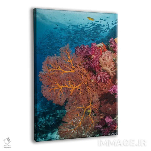 تابلو دکوراتیو فیجی. ماهی ها و صخره مرجانی اثر جینز گالری - نمای پرسپکتیو محصول