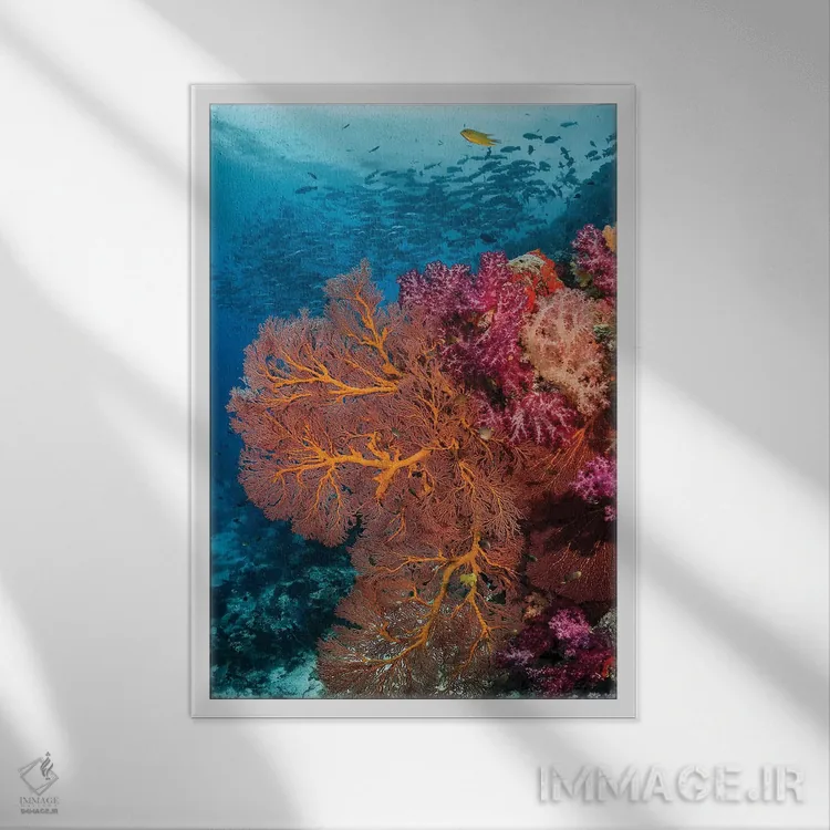 تابلو دکوراتیو فیجی. ماهی ها و صخره مرجانی اثر جینز گالری - نمای قابدار سفید