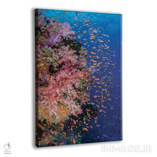 تابلو دکوراتیو فیجی. صخره مرجانی با آنتیاس I اثر جینز گالری - نمای پرسپکتیو محصول