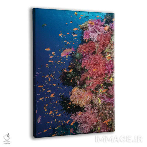 تابلو دکوراتیو فیجی. صخره مرجانی با آنتیاس II اثر جینز گالری - نمای پرسپکتیو محصول