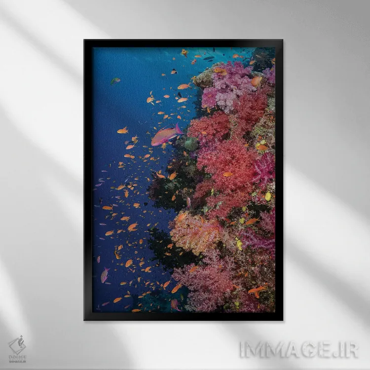 تابلو دکوراتیو فیجی. صخره مرجانی با آنتیاس II اثر جینز گالری - نمای قابدار مشکی