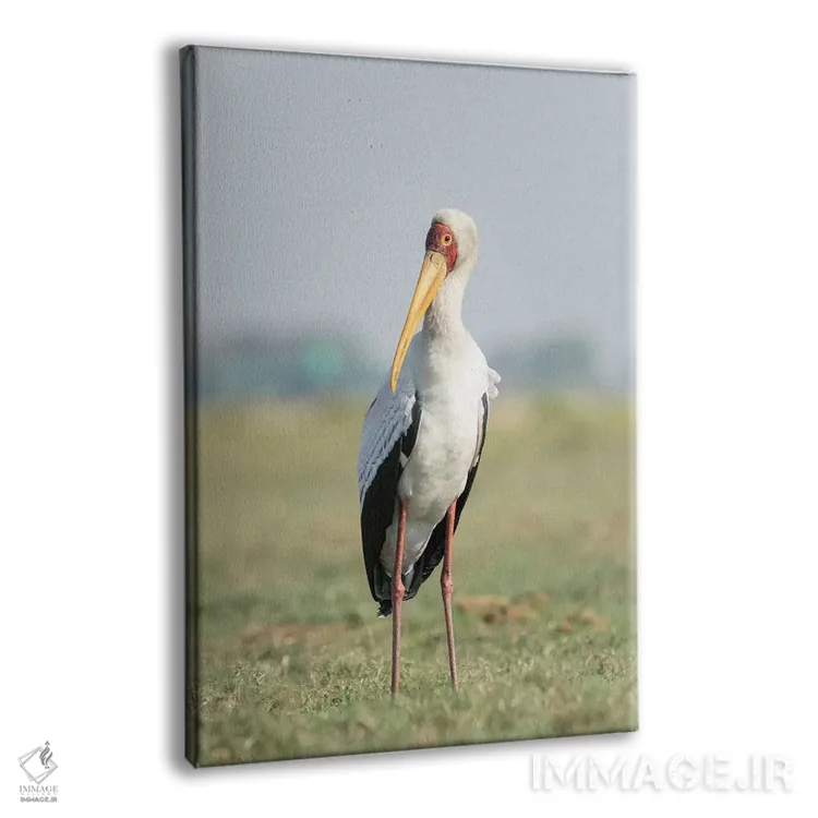 تابلو دکوراتیو Botswana, Chobe National Park. Yellow-billed stork close-up.… اثر جینز گالری - نمای پرسپکتیو محصول