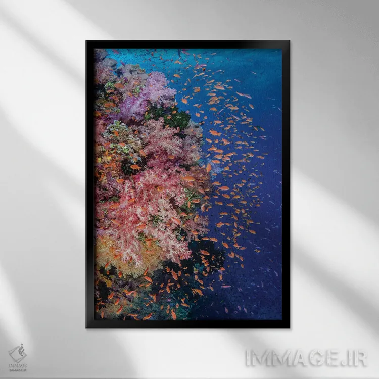 تابلو دکوراتیو فیجی. صخره مرجانی با آنتیاس I اثر جینز گالری - نمای قابدار مشکی