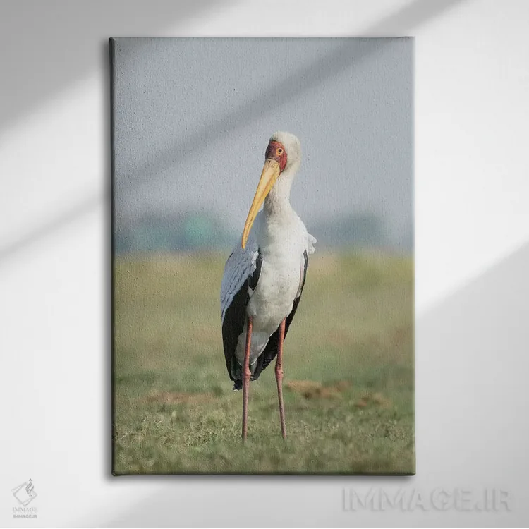 تابلو دکوراتیو Botswana, Chobe National Park. Yellow-billed stork close-up.… اثر جینز گالری - نمای روبهرو روی دیوار