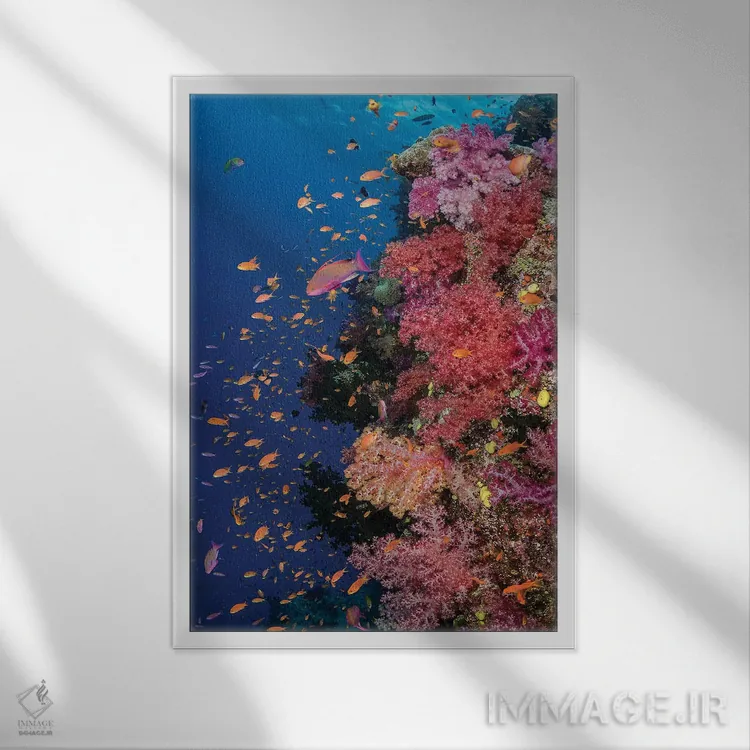 تابلو دکوراتیو فیجی. صخره مرجانی با آنتیاس II اثر جینز گالری - نمای قابدار سفید