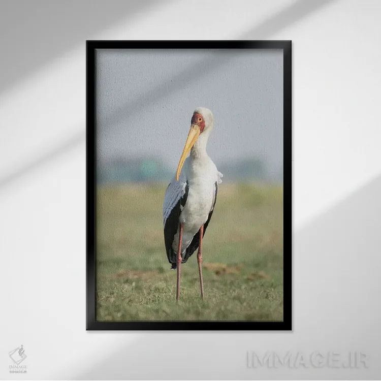 تابلو دکوراتیو Botswana, Chobe National Park. Yellow-billed stork close-up.… اثر جینز گالری - نمای قابدار مشکی