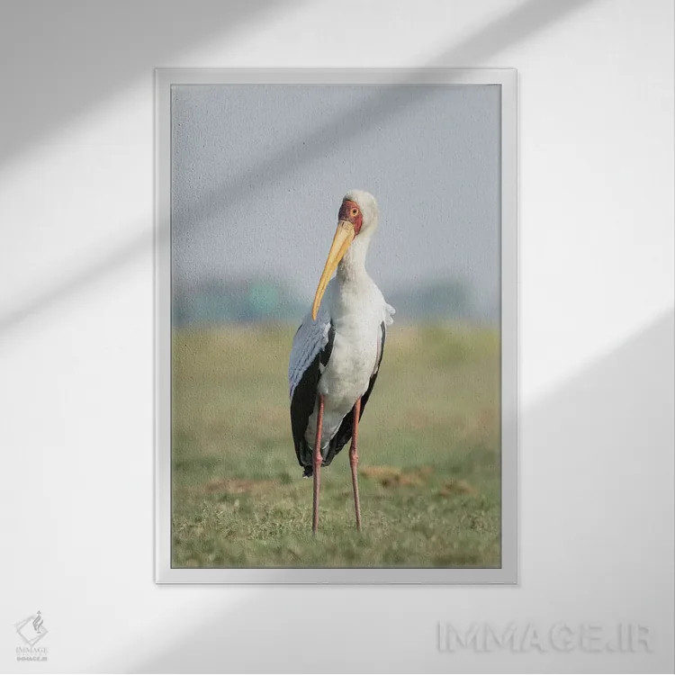 تابلو دکوراتیو Botswana, Chobe National Park. Yellow-billed stork close-up.… اثر جینز گالری - نمای قابدار سفید