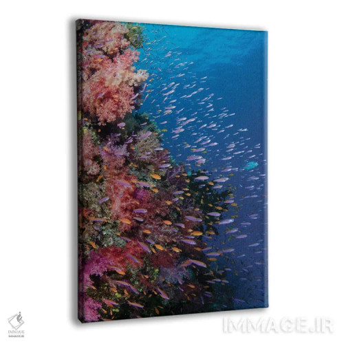 تابلو دکوراتیو فیجی. صخره مرجانی با آنتیاس III اثر جینز گالری - نمای پرسپکتیو محصول