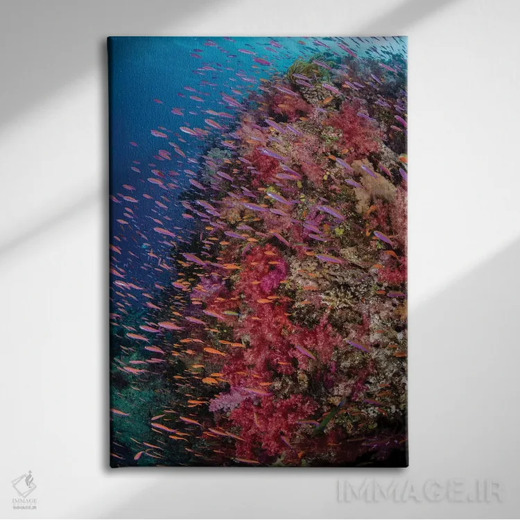 تابلو دکوراتیو فیجی. صخره مرجانی با آنتیاس IV اثر جینز گالری - نمای روبهرو روی دیوار