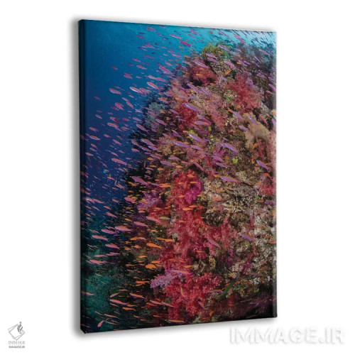 تابلو دکوراتیو فیجی. صخره مرجانی با آنتیاس IV اثر جینز گالری - نمای پرسپکتیو محصول