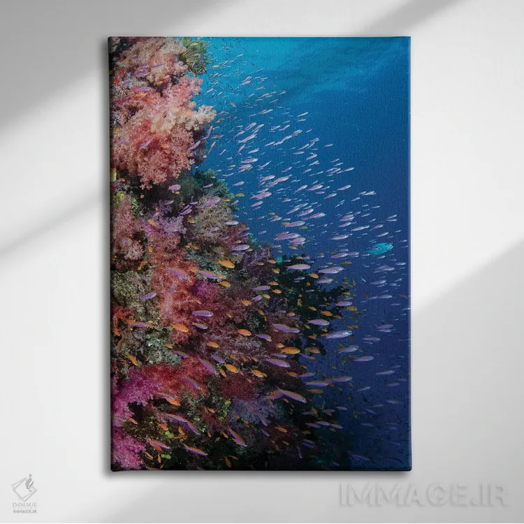 تابلو دکوراتیو فیجی. صخره مرجانی با آنتیاس III اثر جینز گالری - نمای روبهرو روی دیوار