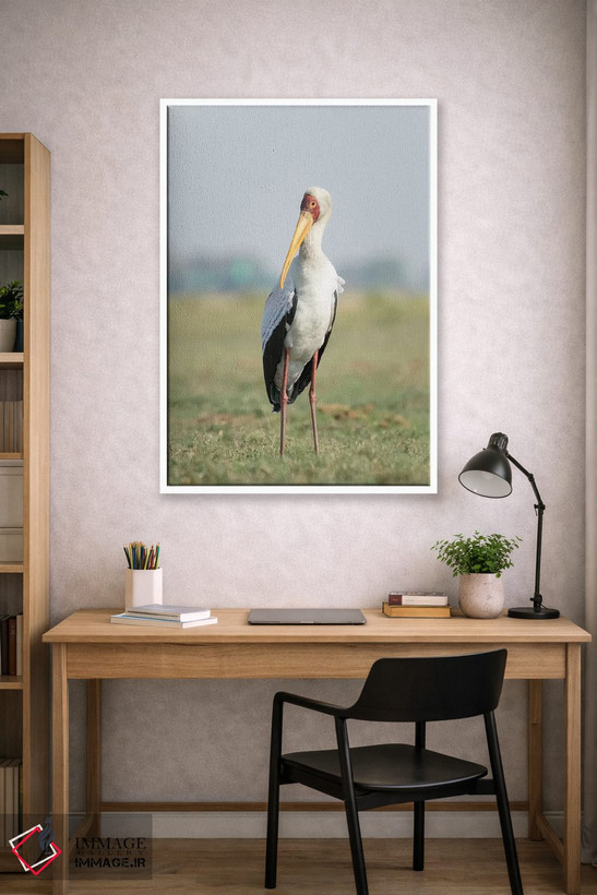 تابلو دکوراتیو Botswana, Chobe National Park. Yellow-billed stork close-up.… اثر جینز گالری - D1W