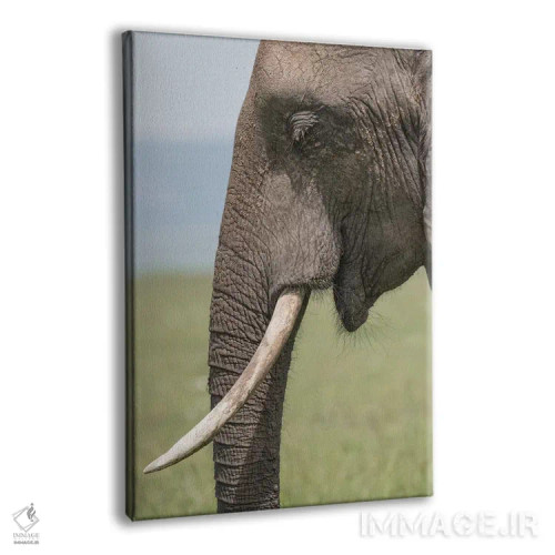 تابلو دکوراتیو Kenya, Maasai Mara National Reserve. Close-up of elephant he… اثر جینز گالری - نمای پرسپکتیو محصول