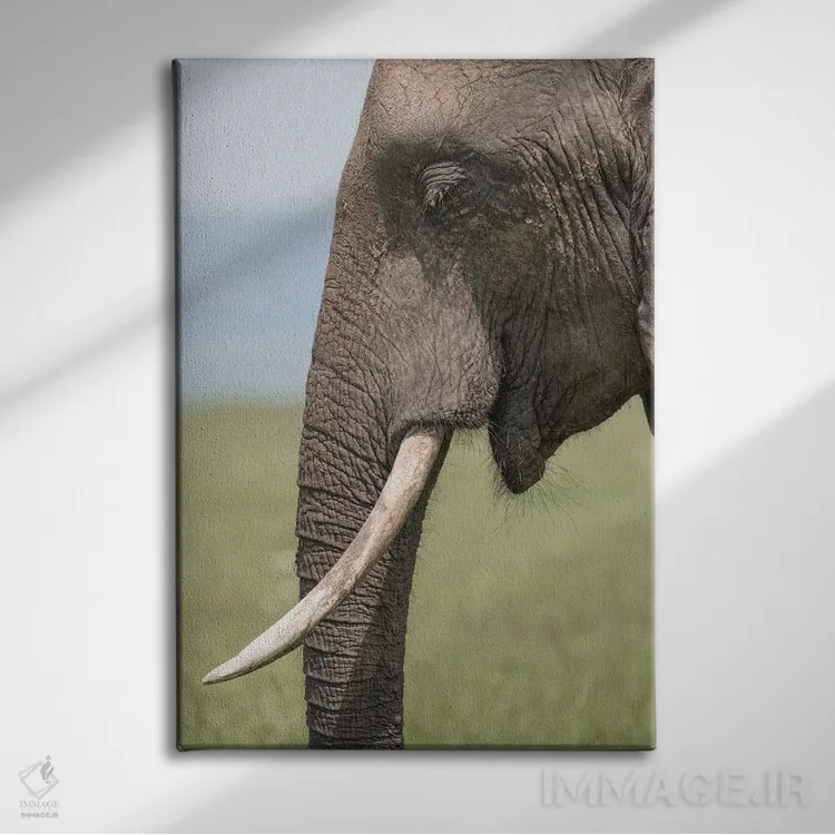 تابلو دکوراتیو Kenya, Maasai Mara National Reserve. Close-up of elephant he… اثر جینز گالری - نمای روبهرو روی دیوار