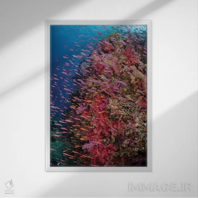 تابلو دکوراتیو فیجی. صخره مرجانی با آنتیاس IV اثر جینز گالری - نمای قابدار سفید